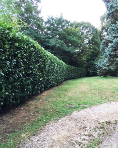 Taillage de haie en sarthe et aux alentours
