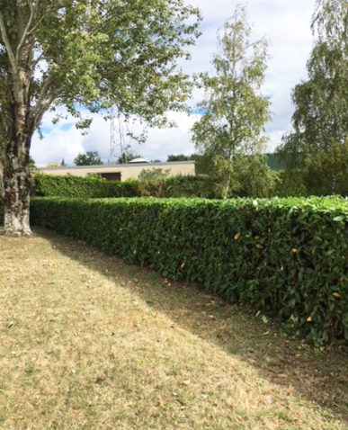 Taille de haie propre et droite