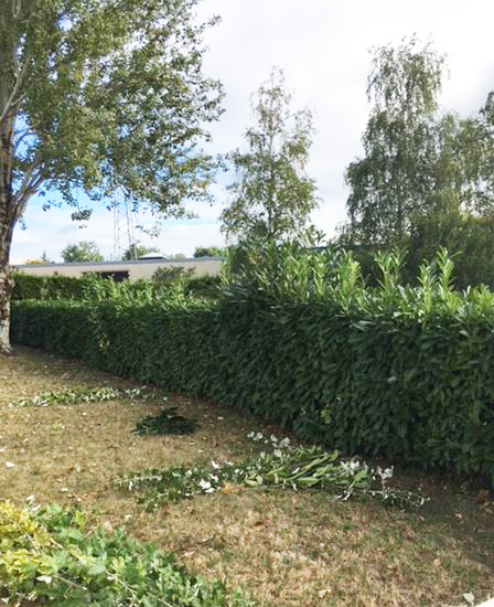 Taille de haie avant Taille de haie par des professionnels en Sarthe
