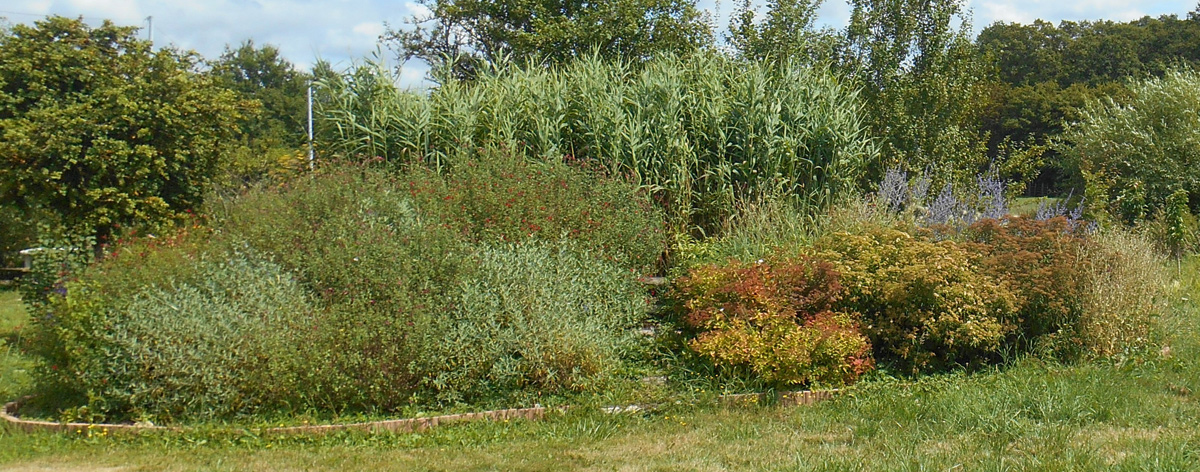 installateur-phytoepuration2 jardin d'assainissement