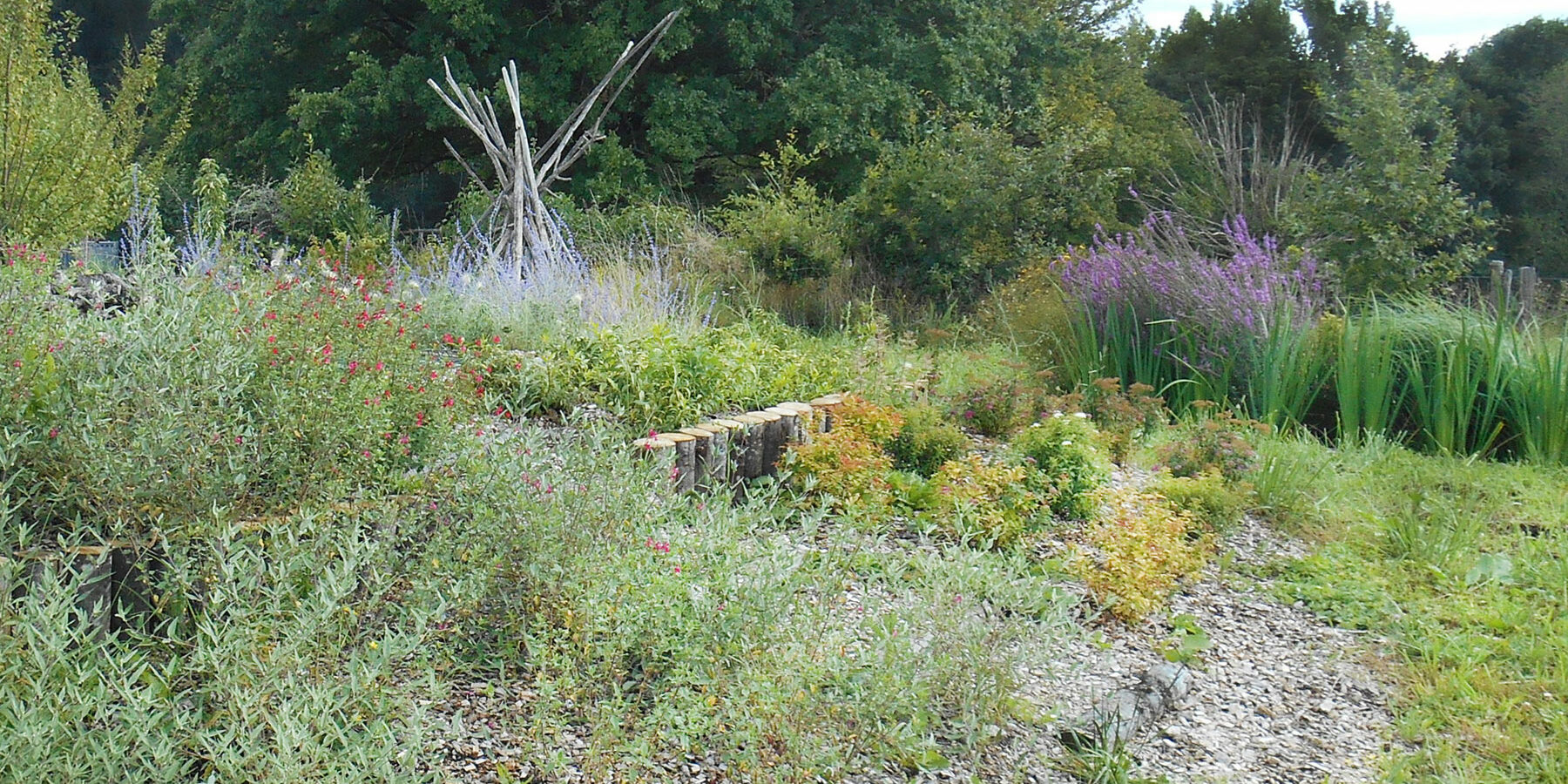 Jardin de phytoépuration en pleine croissance Zone de traitement des eaux usées par les plantes, avec végétation dense et floraison variée
