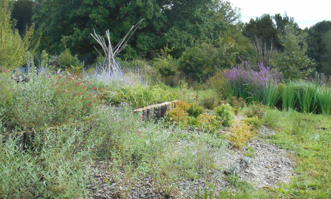 Jardin de phytoépuration en pleine croissance Zone de traitement des eaux usées par les plantes, avec végétation dense et floraison variée