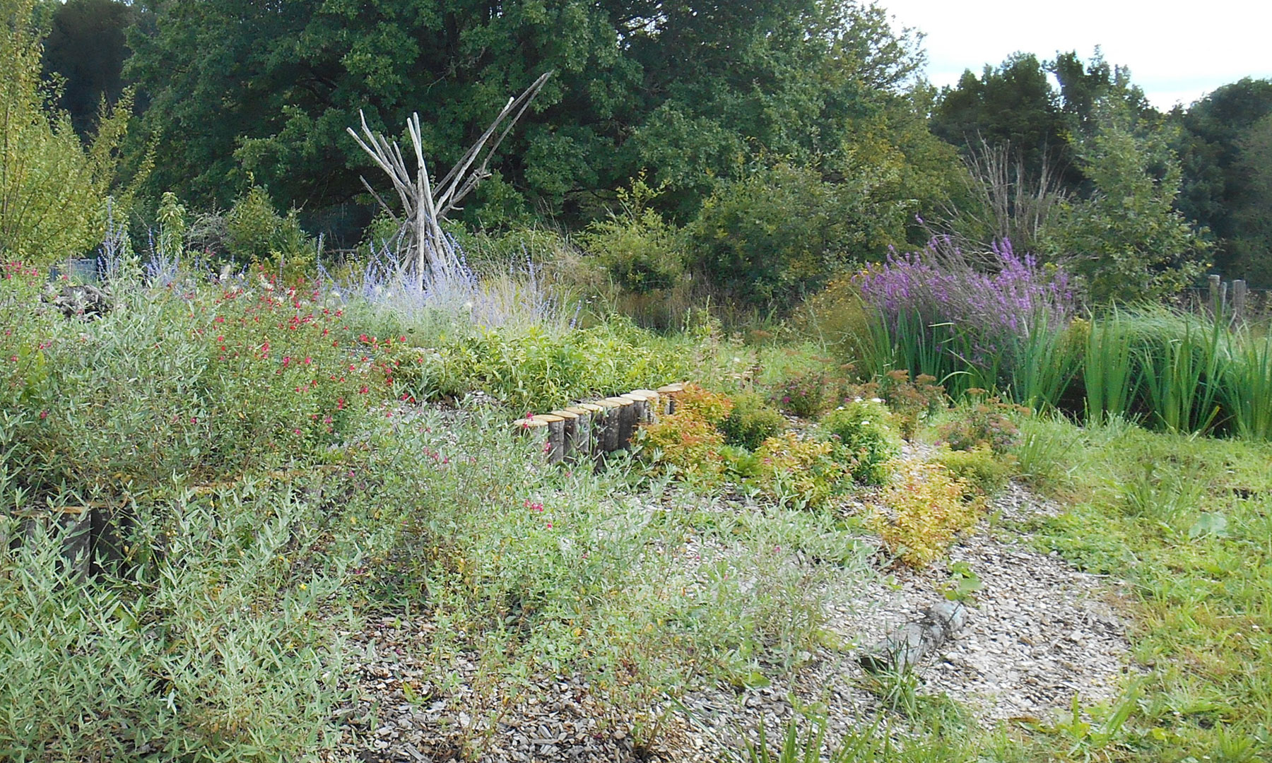 Jardin de phytoépuration en pleine croissance Zone de traitement des eaux usées par les plantes, avec végétation dense et floraison variée