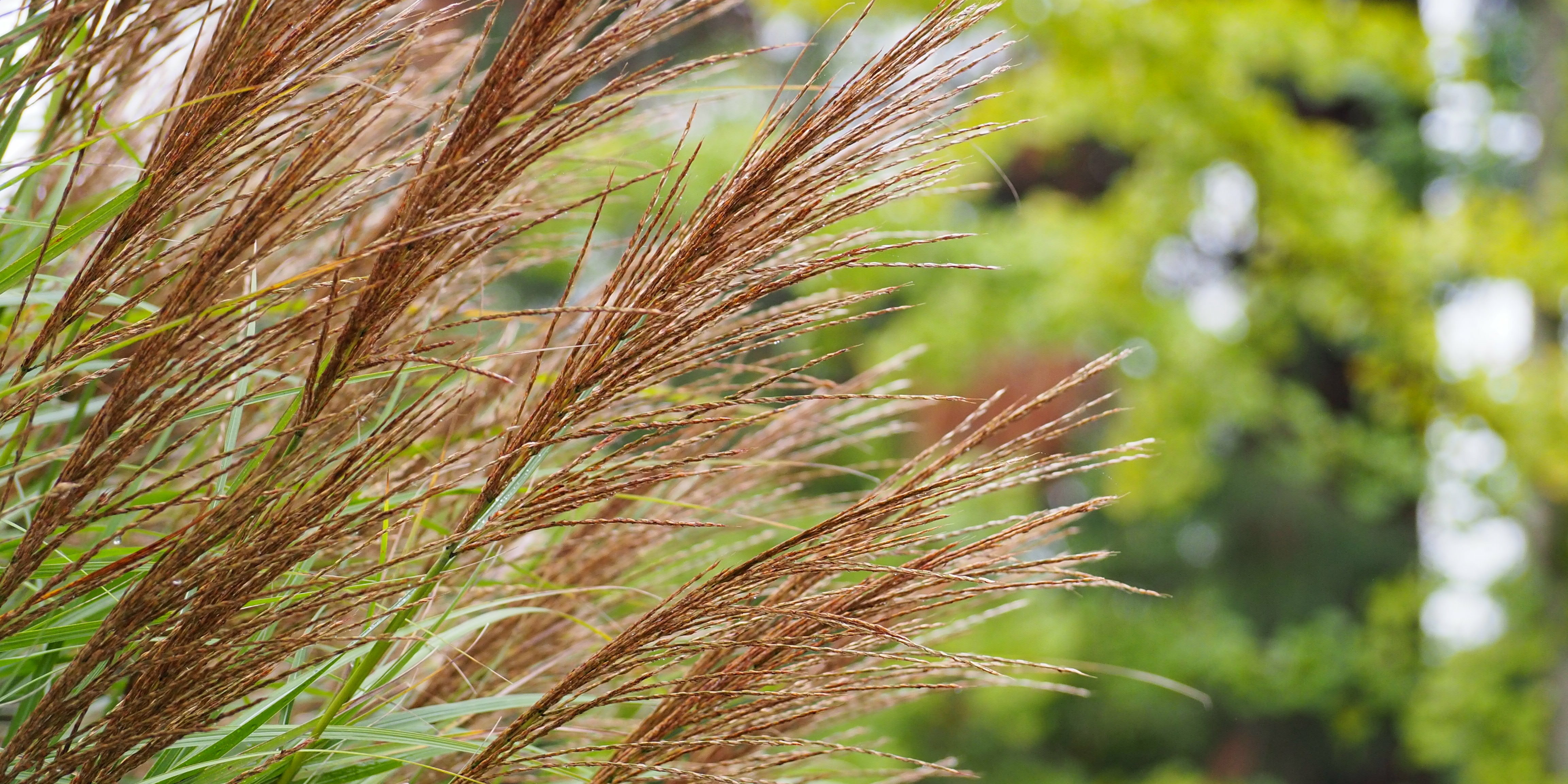Graminées en mouvement Herbes ornementales soufflées par le vent dans un jardin paysager.