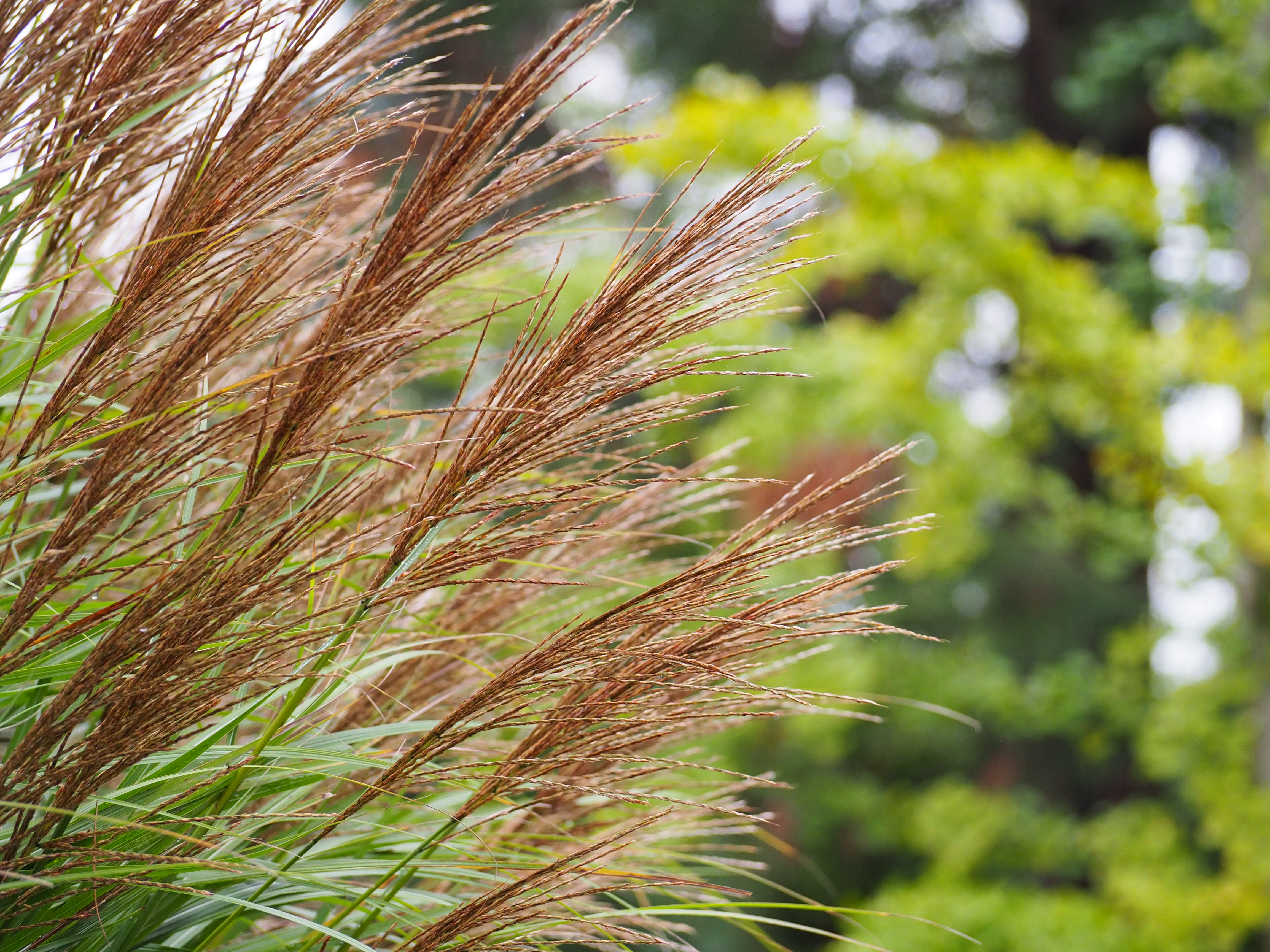 Herbes ornementales soufflées par le vent dans un jardin paysager.