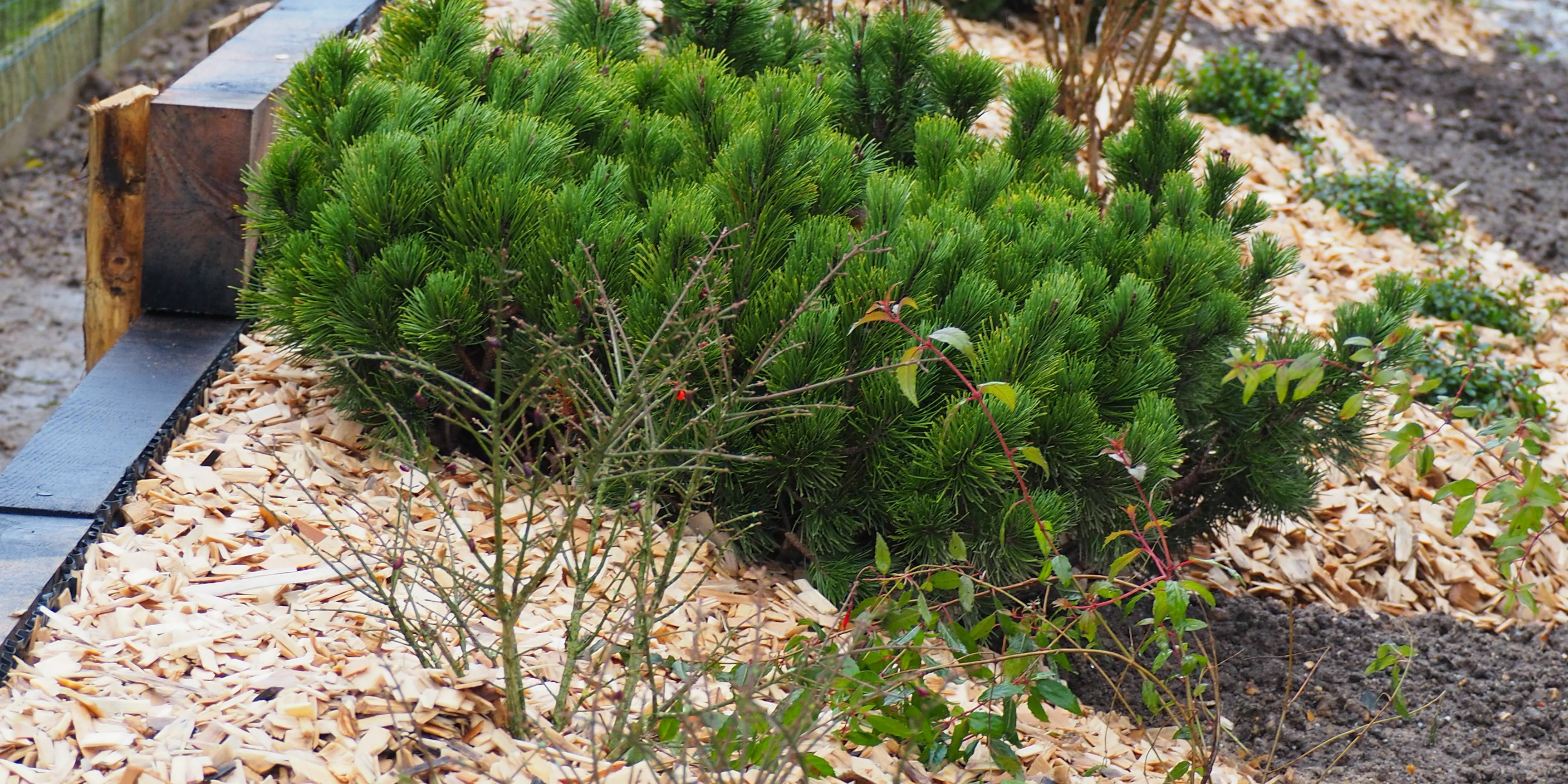 l'extérieur d'une maison avec des arbustes