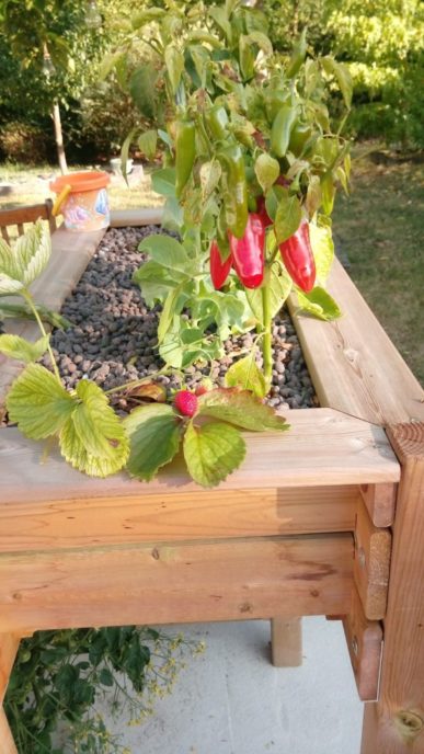 Bassin potager aquaponique avec piments rouges, fraisiers et billes d’argile en surface.
