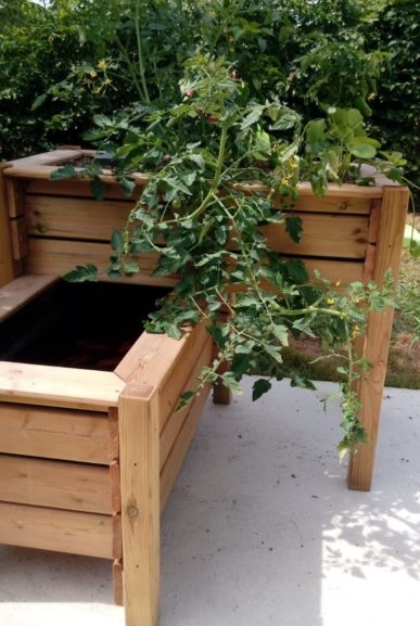 Bassin potager aquaponique en bois avec plant de tomates en pleine croissance.