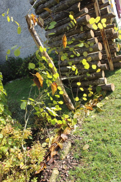 Jeunes pousses grimpantes sur une barrière en bois, avec un tas de bûches en arrière-plan.