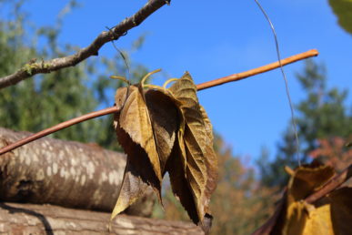 Feuilles mortes accrochées à une branche, avec en arrière-plan des troncs empilés et un ciel bleu clair.