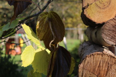 Feuilles d’arbre en gros plan avec en arrière-plan un tas de bûches de bois coupé en plein air.