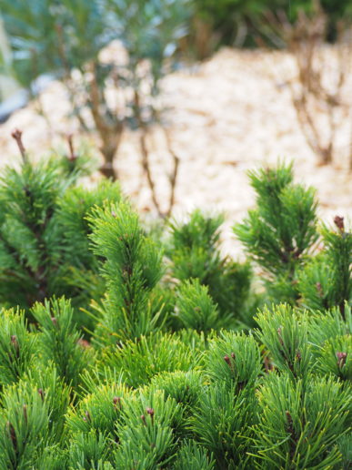 Jeunes pins nains en plantation dans un massif paillé.