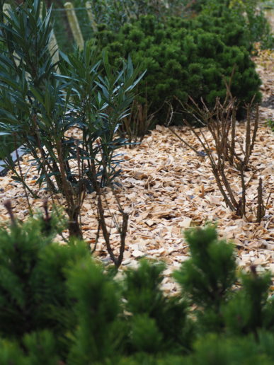 Plantation de massifs avec paillage bois et arbustes persistants.