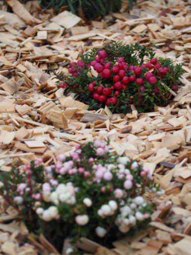 Plantations fleuries dans un paillis de copeaux de bois, avec des baies rouges et blanches.