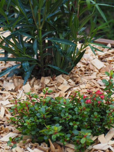 Massif paysager avec paillage bois et plantations fleuries en premier plan.