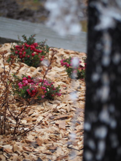 Massif de petits arbustes à baies rouges, paillage bois, et fontaine en arrière-plan flouté.
