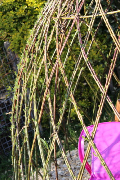 Structure en osier vivant tressé formant une cabane naturelle en cours de croissance dans un jardin paysager.