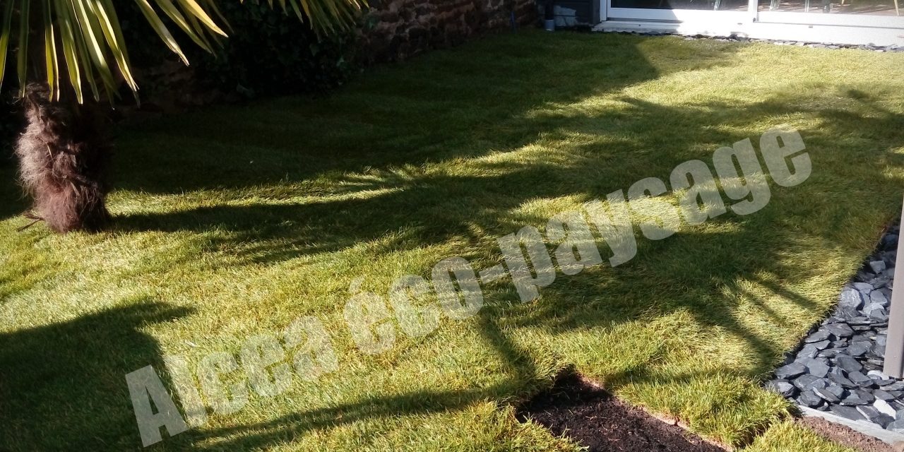 Pose de gazon en rouleaux sur un sol préparé dans un jardin, offrant une pelouse instantanée et homogène.
