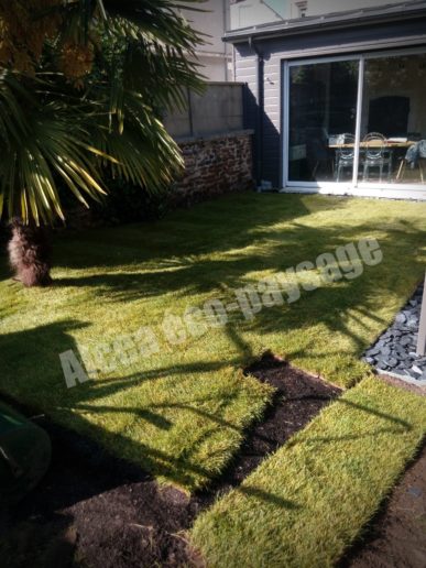 Pose de gazon en rouleaux sur un sol préparé dans un jardin, offrant une pelouse instantanée et homogène.