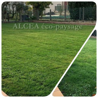 Pelouse fraîchement tondue montrant une comparaison avant/après l'entretien du gazon.