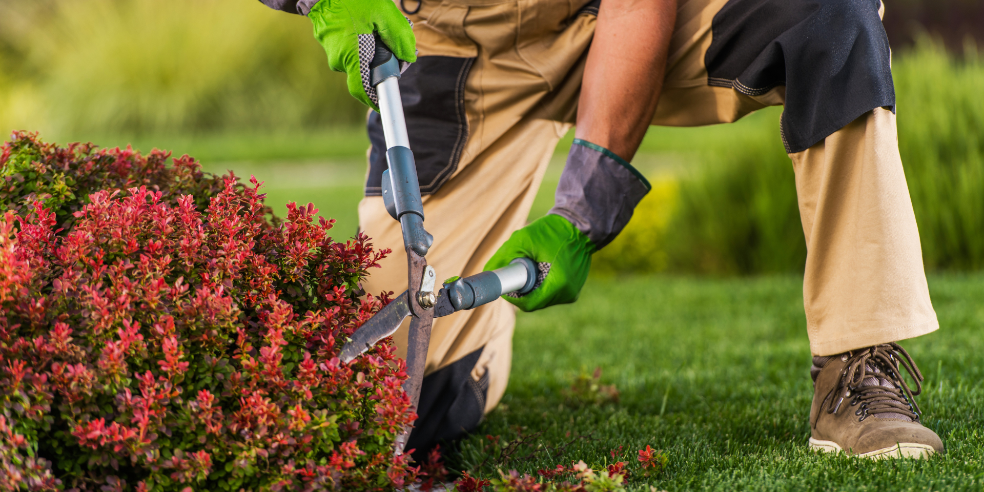 Jardinier professionnel taillant un arbuste rouge avec un sécateur dans un jardin bien entretenu.