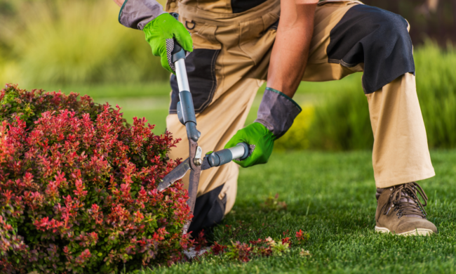 Jardinier professionnel taillant un arbuste rouge avec un sécateur dans un jardin bien entretenu.