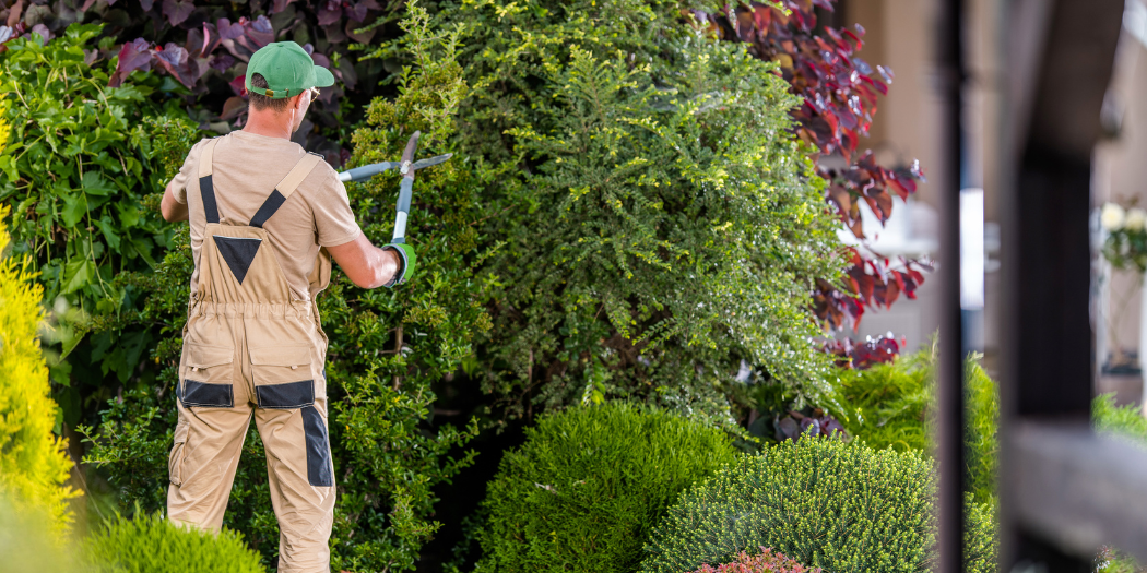 jardinier qui taille une haie un homme qui découpe une haie