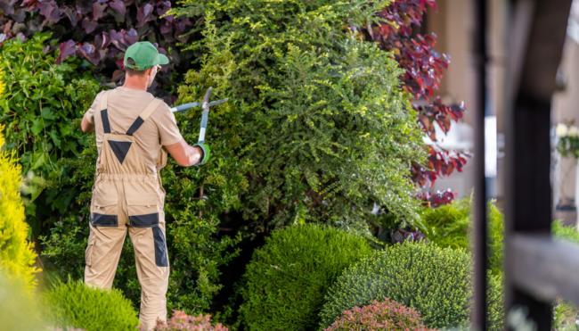 jardinier qui taille une haie un homme qui découpe une haie