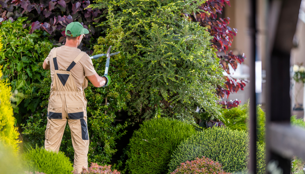 jardinier qui taille une haie un homme qui découpe une haie