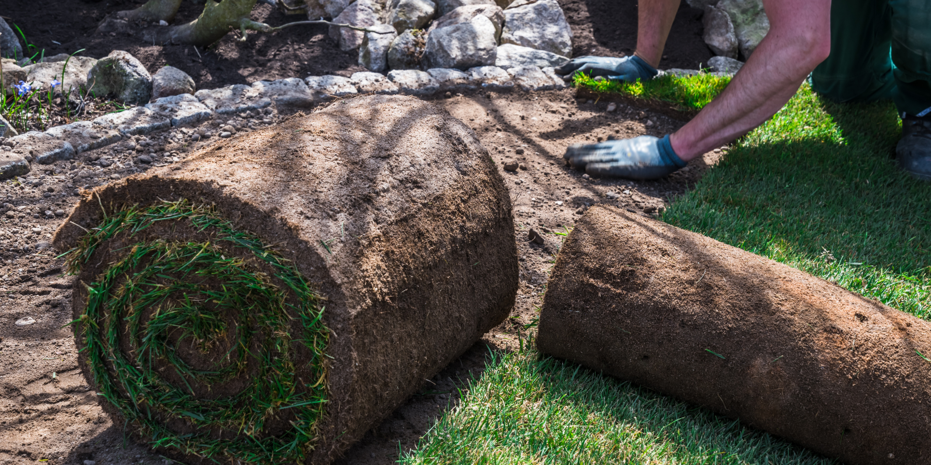 Pose de rouleaux de gazon par un paysagiste, installation d’une pelouse naturelle sur un sol préparé.
