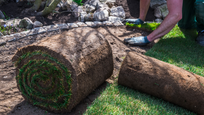 Pose de rouleaux de gazon par un paysagiste, installation d’une pelouse naturelle sur un sol préparé.