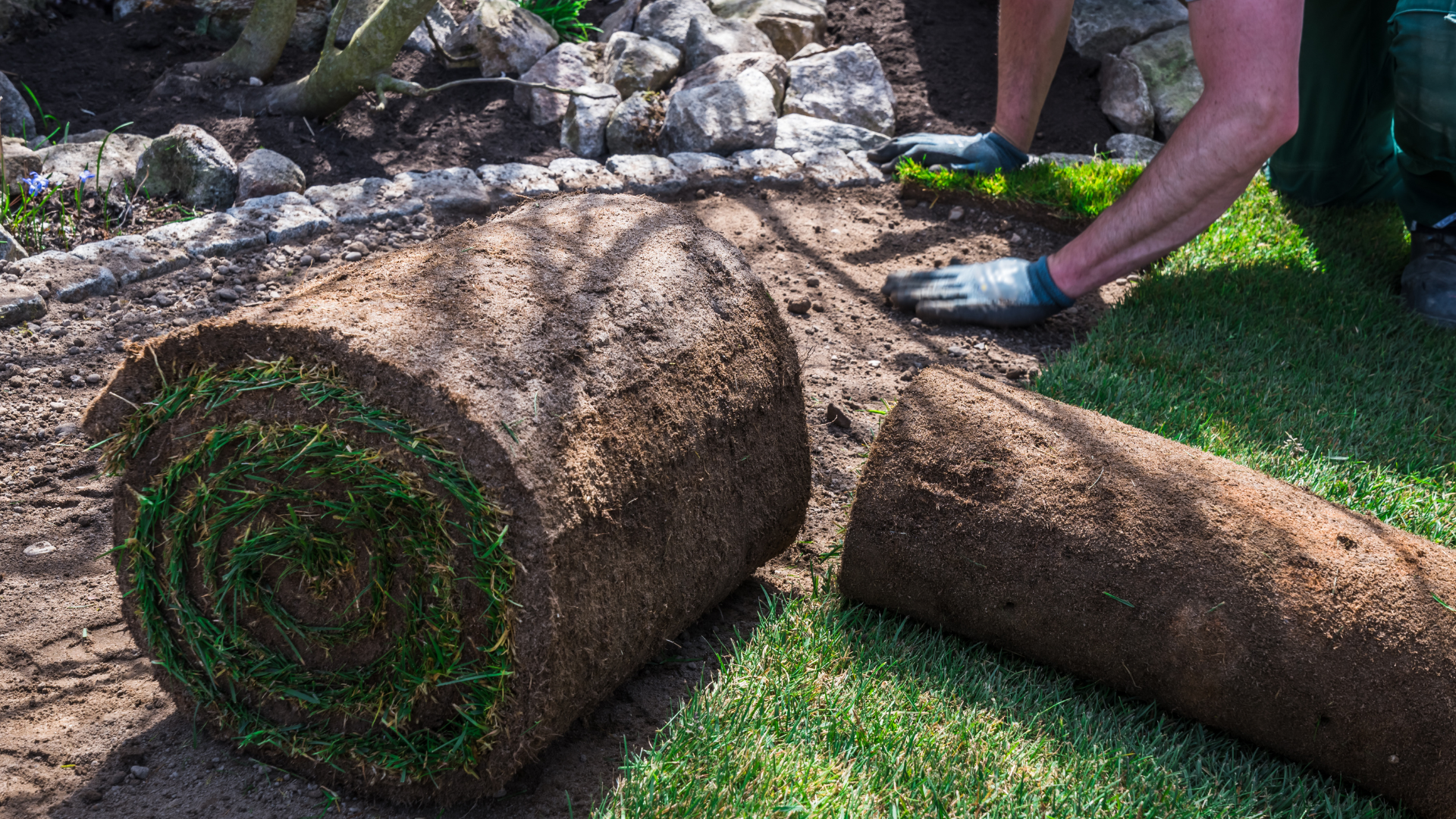 pose-gazon-rouleau-pelouse-naturelle Pose de rouleaux de gazon par un paysagiste, installation d’une pelouse naturelle sur un sol préparé.