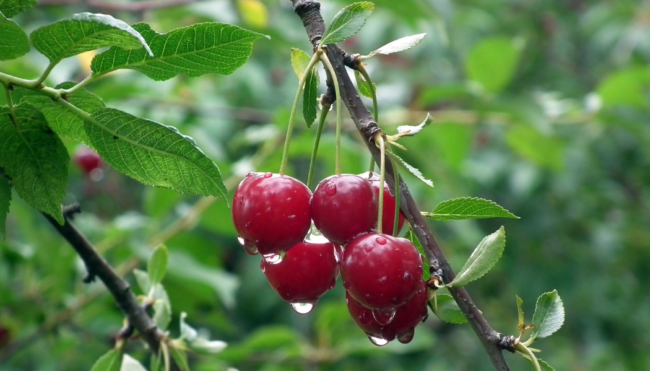 Grappe de cerises rouges mûres accrochées à une branche, avec des gouttes d’eau sur les fruits et les feuilles.Grappe de cerises rouges mûres accrochées à une branche, avec des gouttes d’eau sur les fruits et les feuilles.