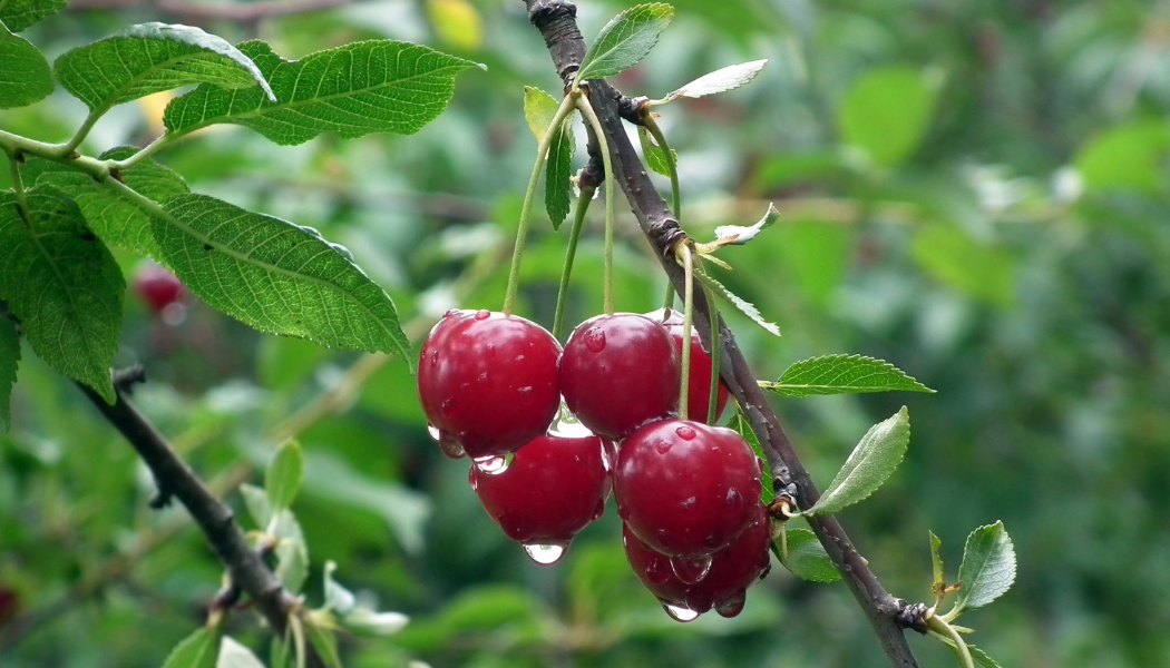 cerisier-fruits-mûrs-arbre-fruitier Grappe de cerises rouges mûres accrochées à une branche, avec des gouttes d’eau sur les fruits et les feuilles.Grappe de cerises rouges mûres accrochées à une branche, avec des gouttes d’eau sur les fruits et les feuilles.
