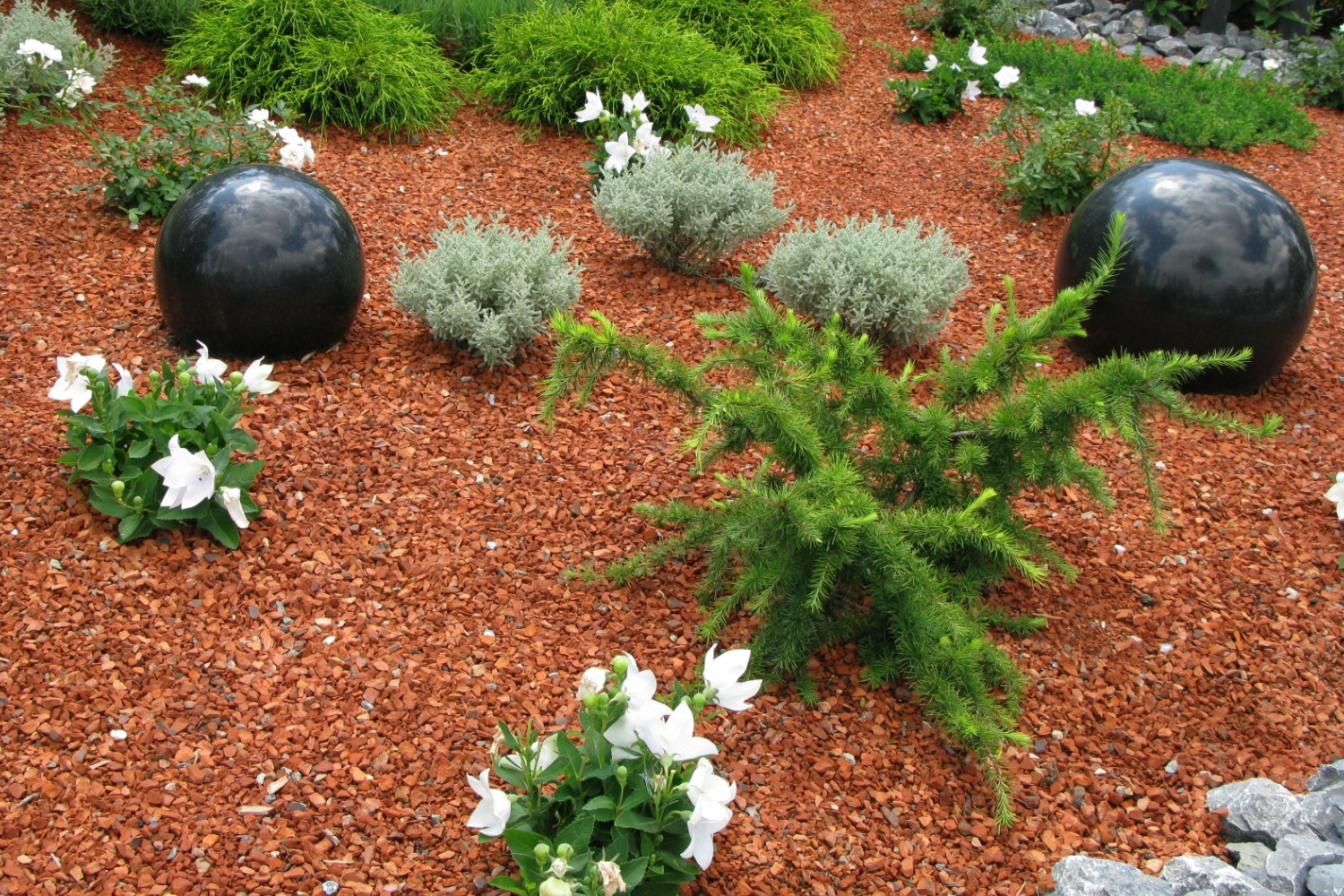 jardin-design-paillage-decoratif Aménagement paysager moderne avec paillage rouge, arbustes, fleurs blanches et sphères décoratives noires.
