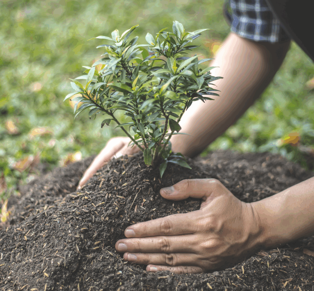 plantation-arbre-reforestation-écologie Gros plan sur des mains plantant un jeune arbuste dans la terre, symbolisant la reforestation et le respect de l’environnement.