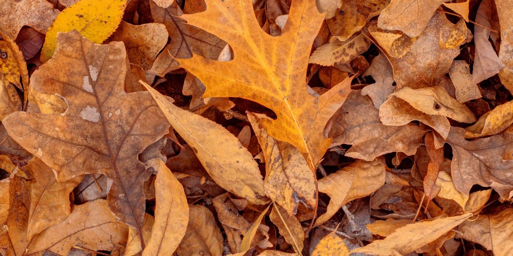 photos feuilles mortes