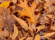 photos feuilles mortes