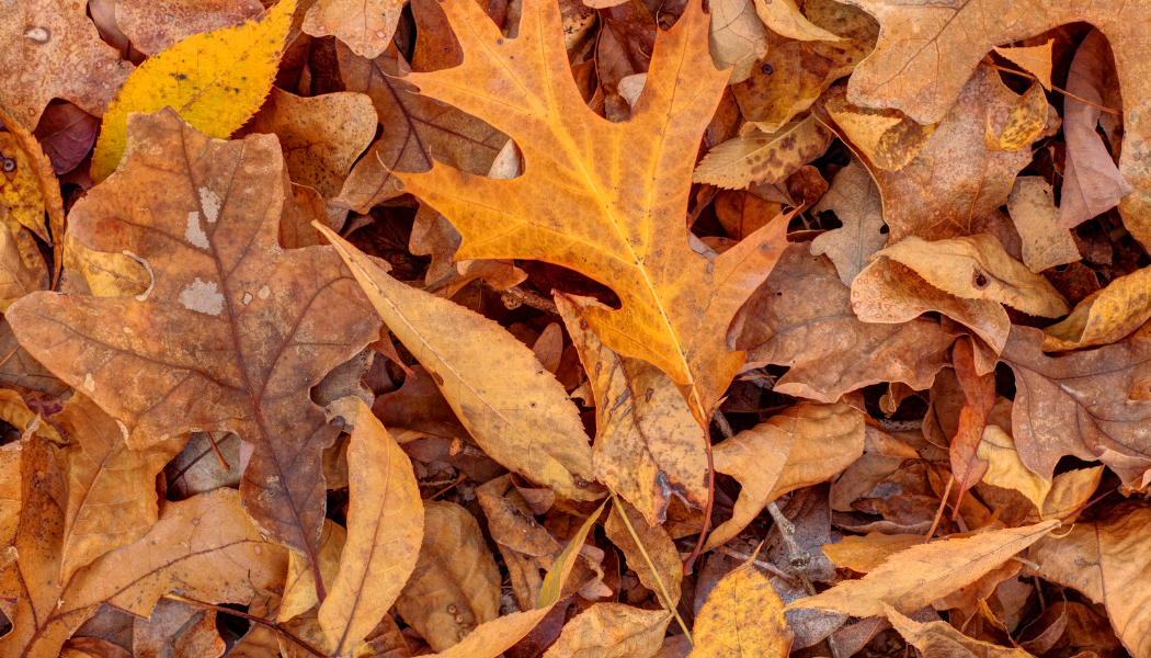 photos feuilles mortes