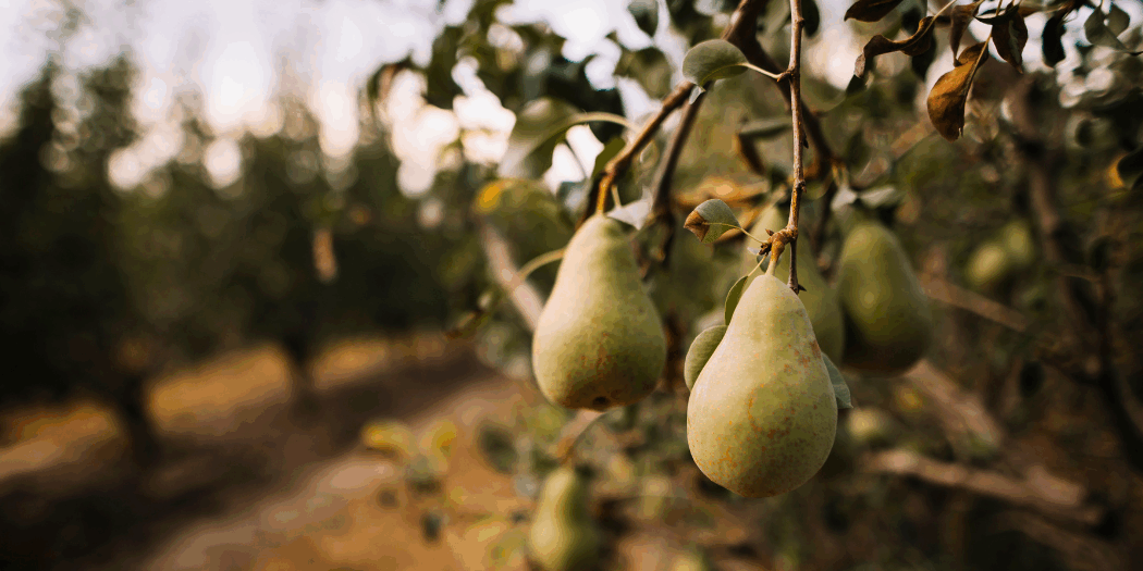taille-poirier photo poirier