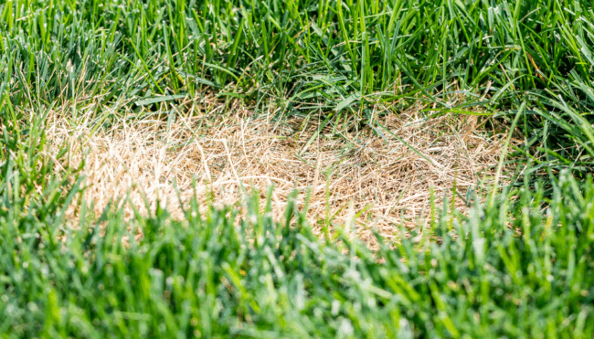 regarnissage de gazon