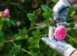 Un jardinier en train de tailler des rosiers