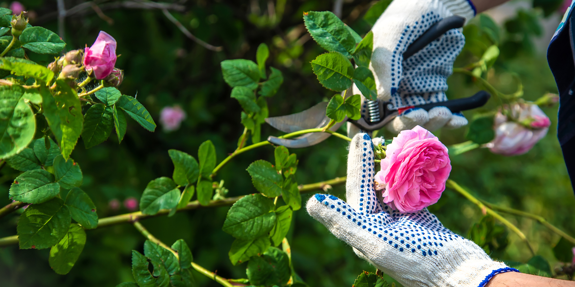 Un jardinier en train de tailler des rosiers