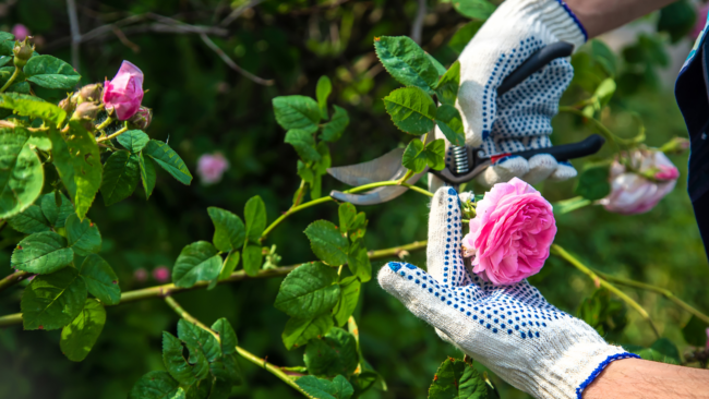 Un jardinier en train de tailler des rosiers